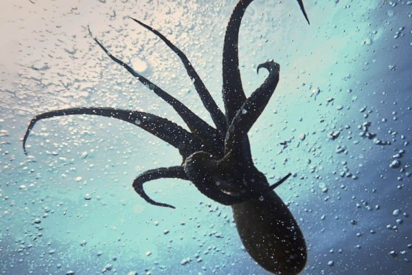 Kraken18 at